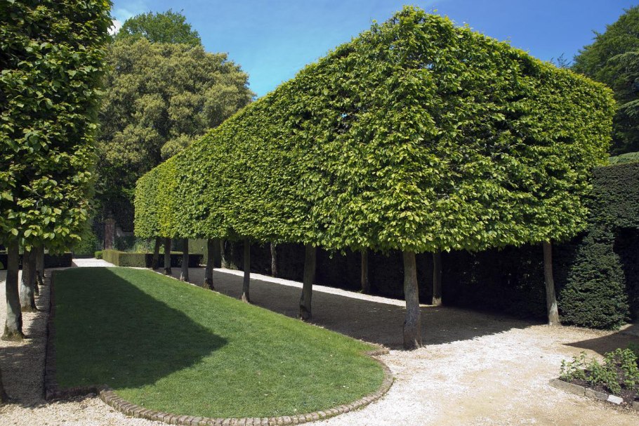 Ulmus glabra 'Exoniensis'