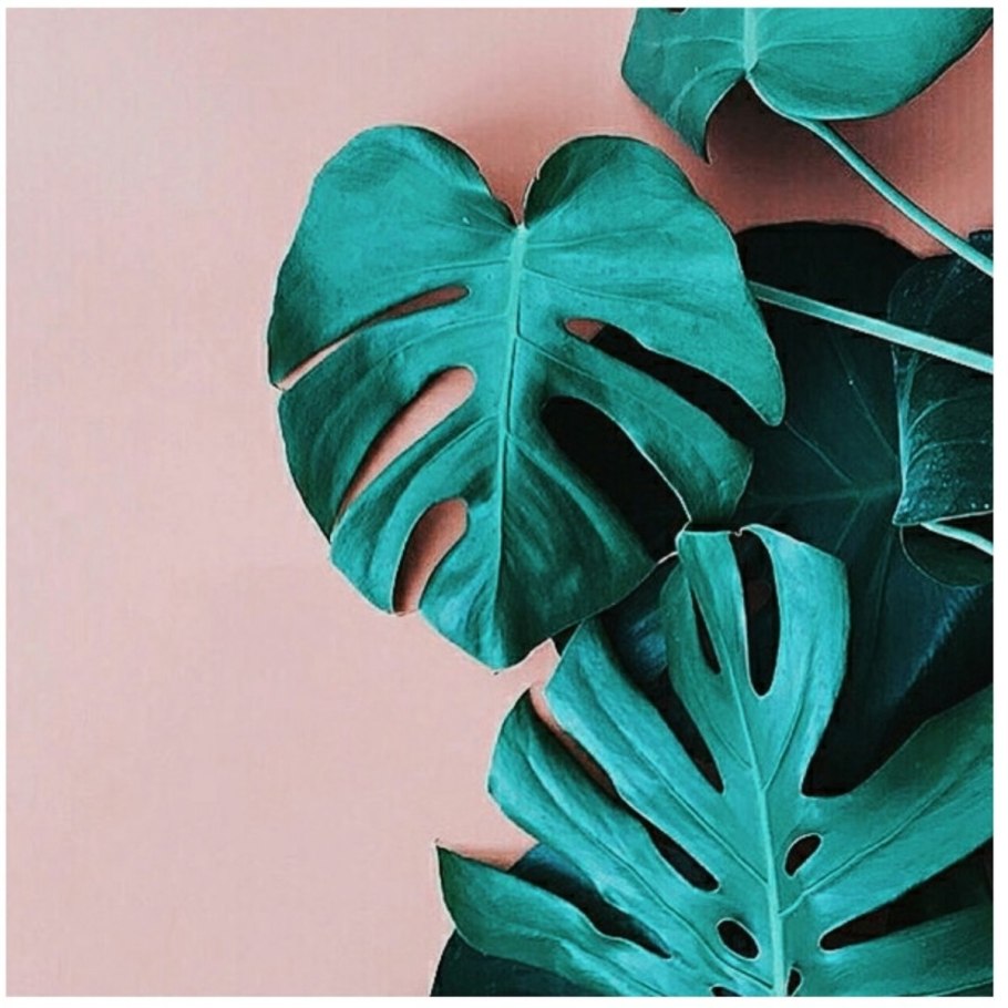 Монстера Делициоза (Monstera deliciosa)