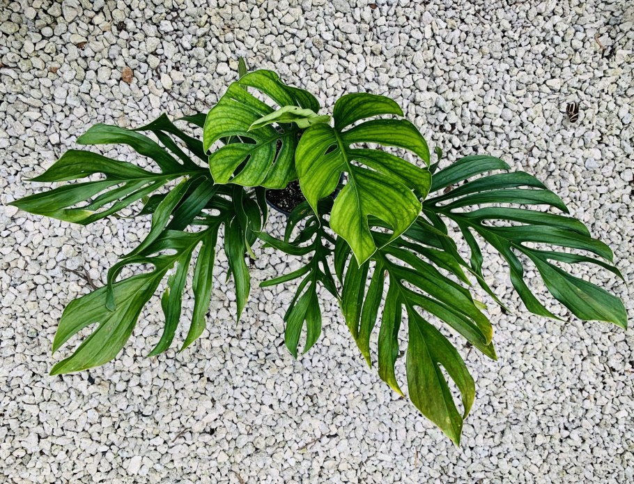 Лист монстеры декор