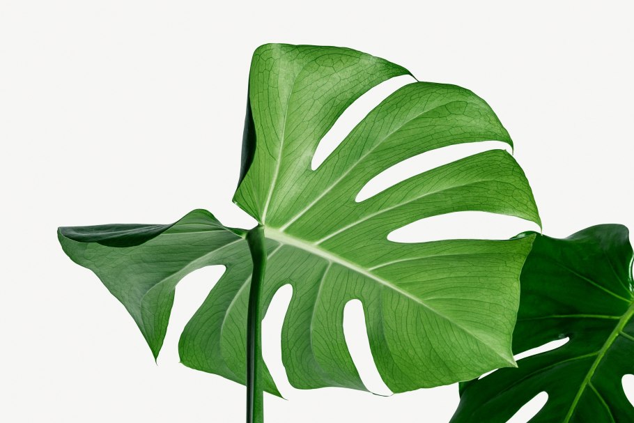 Монстера Aaron Apsley