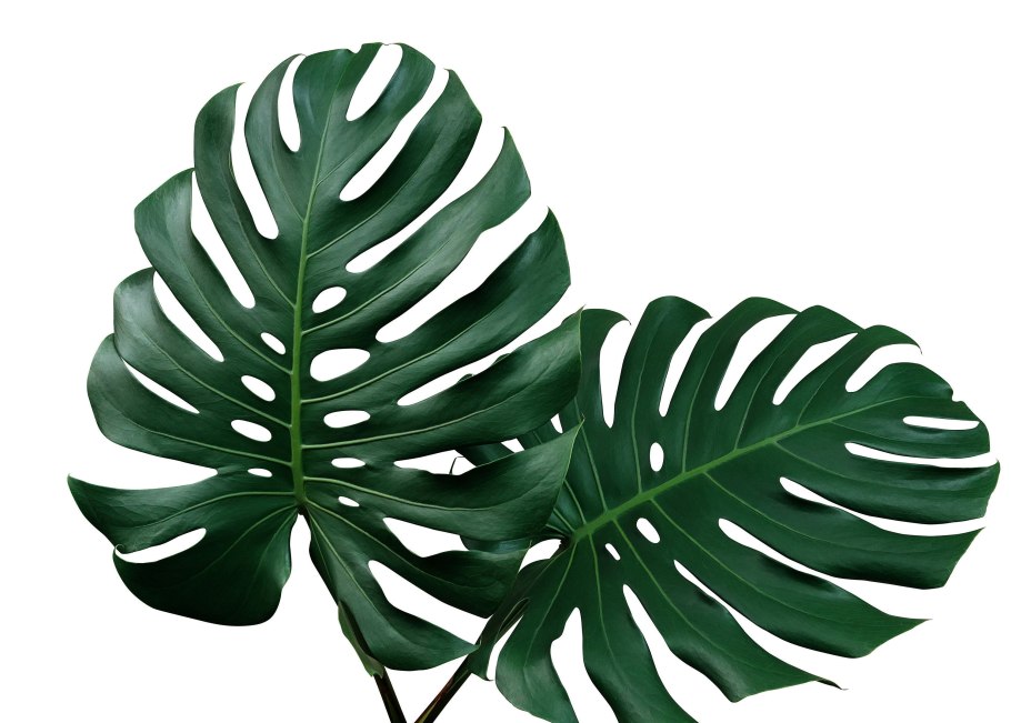 Тропические листья живопись