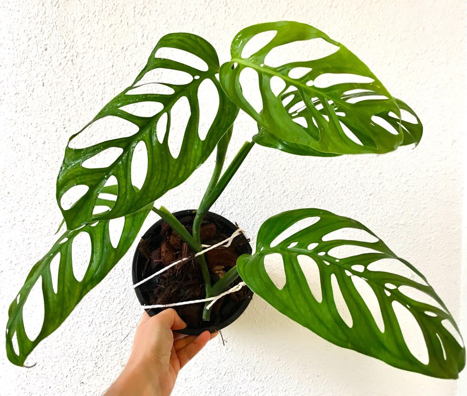 Монстера (Monstera deliciosa) плод