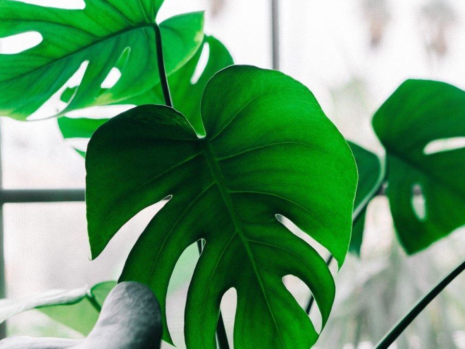 Монстера Делициоза (Monstera deliciosa)