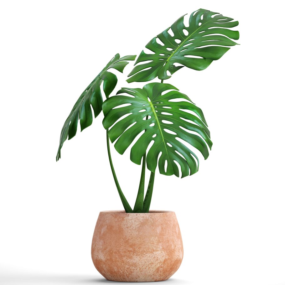 Монстера деликатесная (Monstera deliciosa)