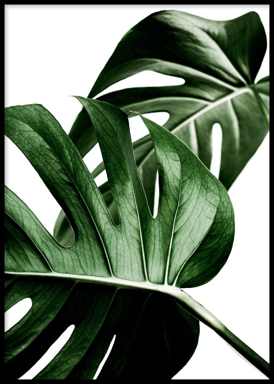 Большие листья монстеры