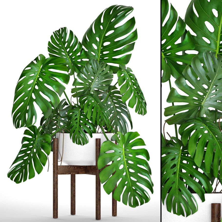 Monstera SP (n2) 75