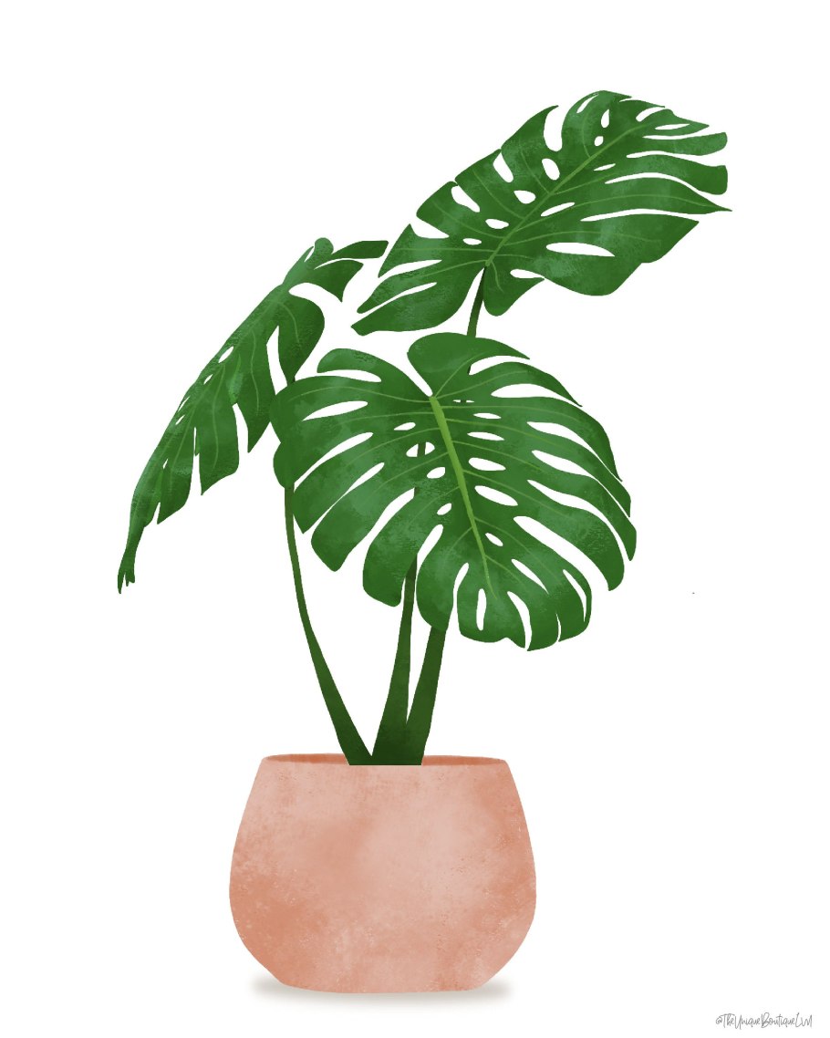 Монстера вид сверху