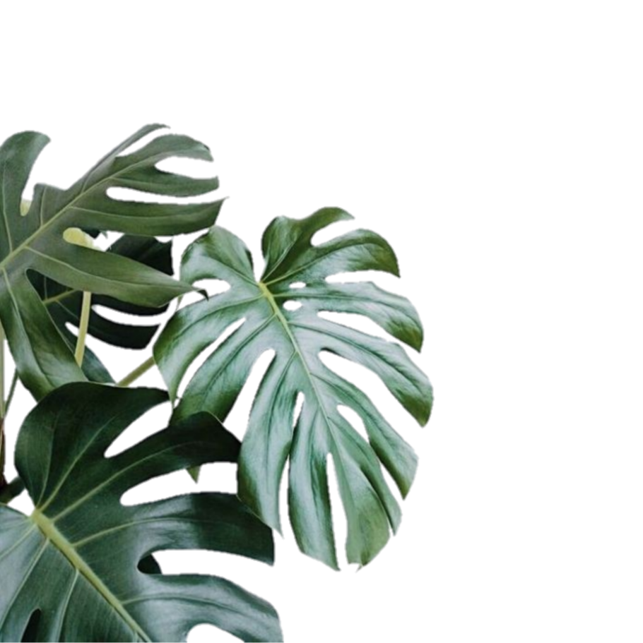 Филодендрон монстера половина листа зеленая и белая