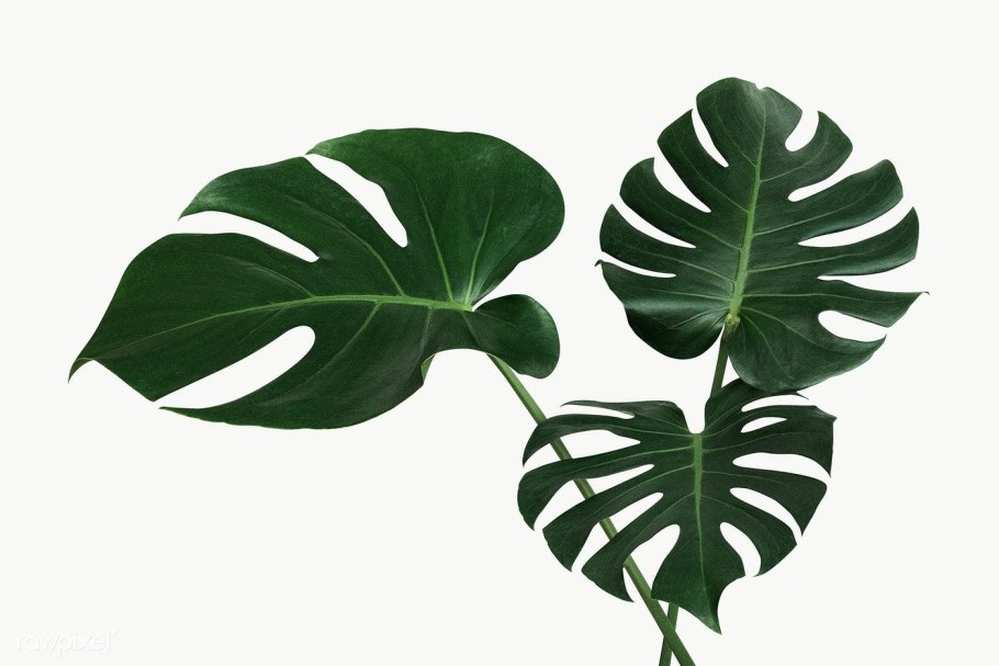 Monstera Leaf identification