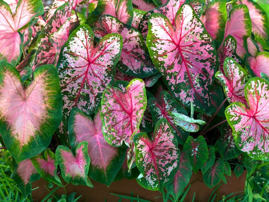 Каладиум Florida Sweetheart