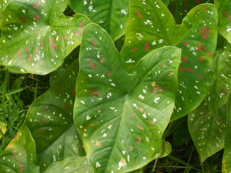 Каладиум Freja