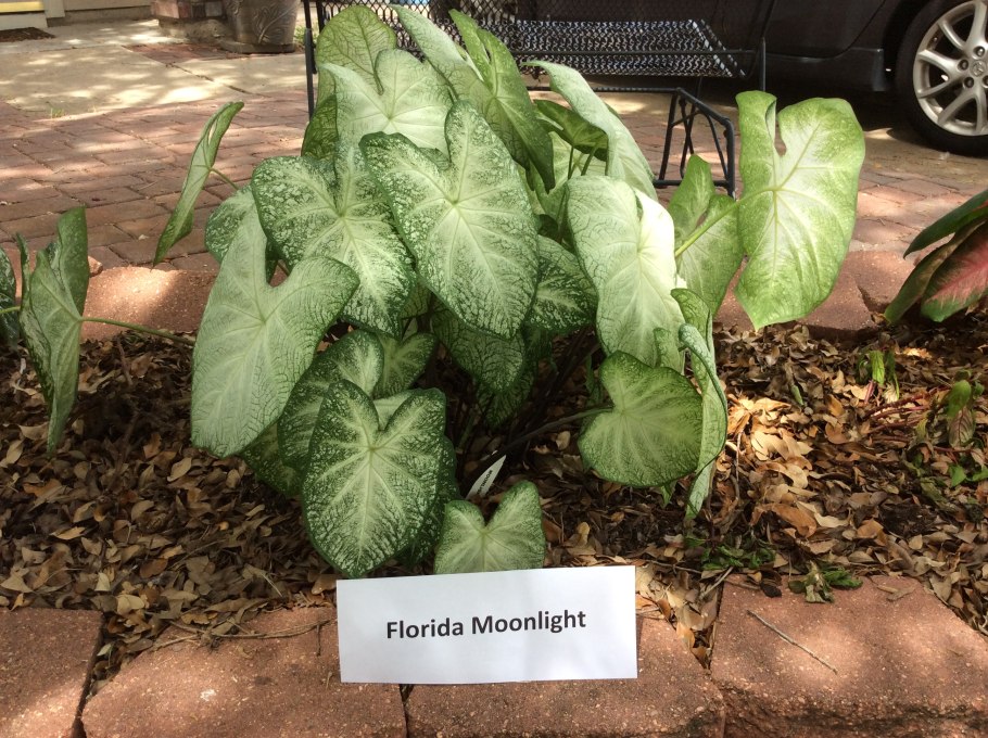 Каладиум Флорида Кардинал