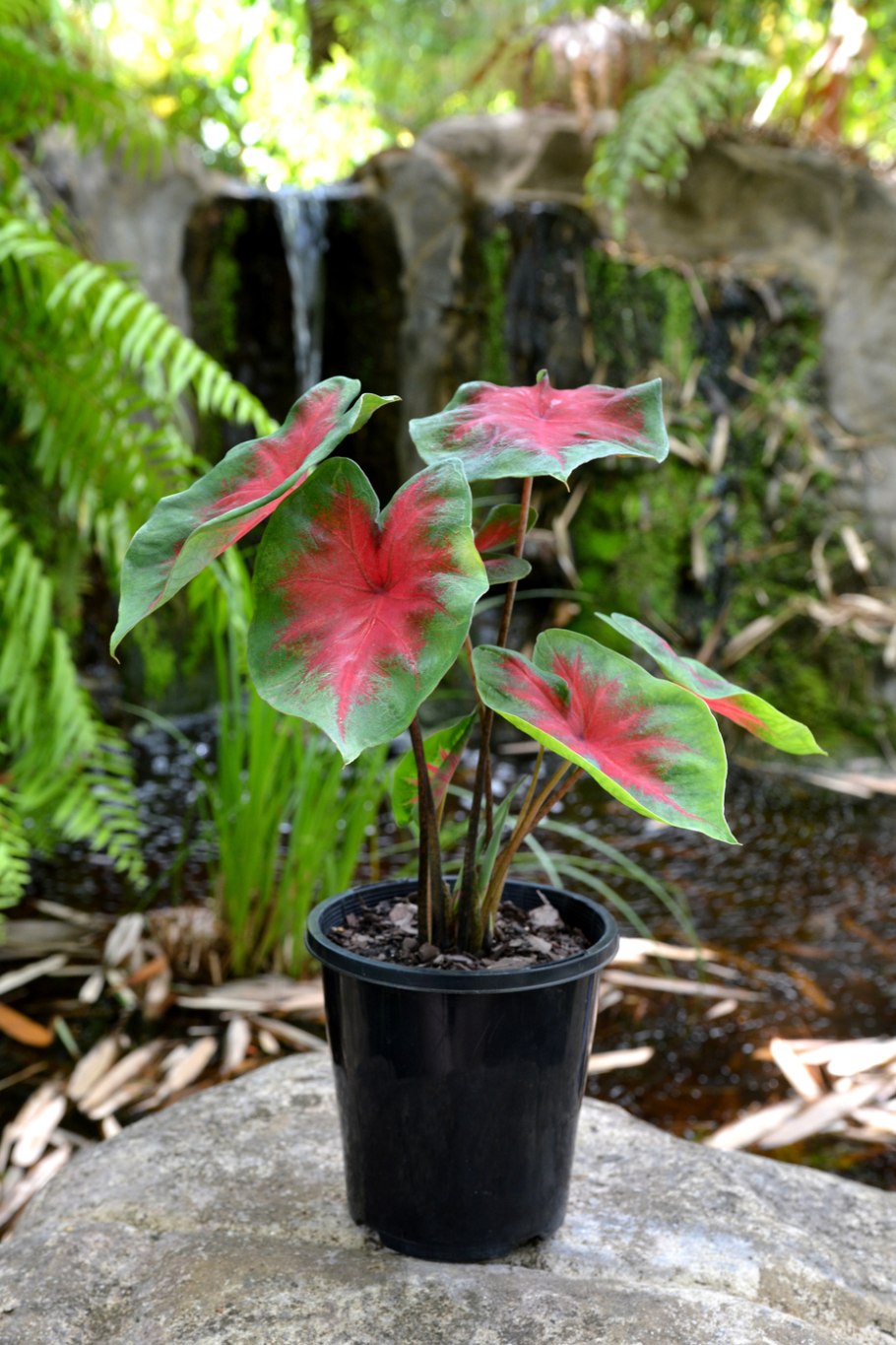 Caladium bicolor