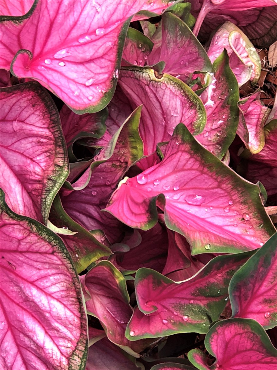 Каладиум florida sweetheart