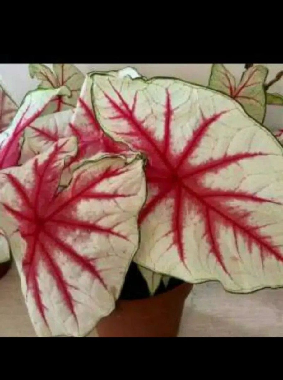 Каладиум white queen