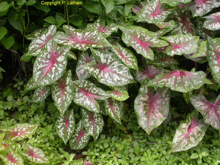 Каладиум флорида кардинал