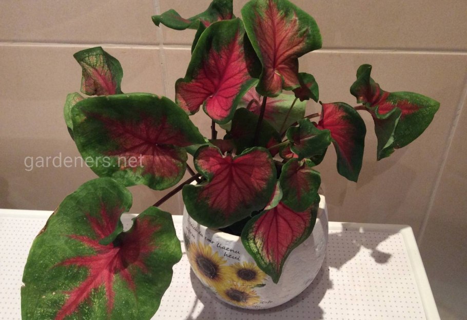 Каладиум Pink