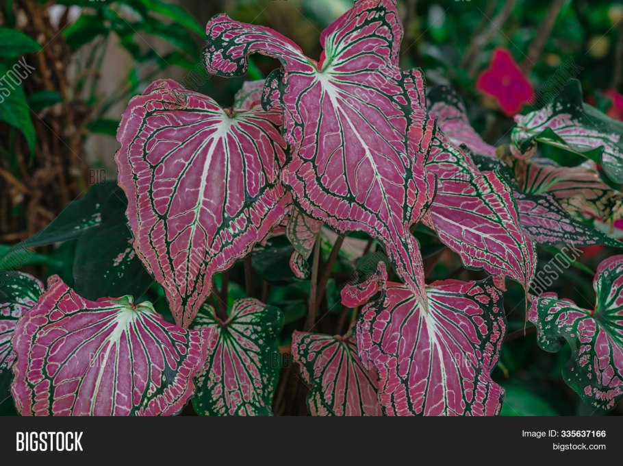 Каладиум Флорида Мунлайт