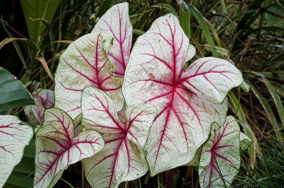 Каладиум Мунлайт