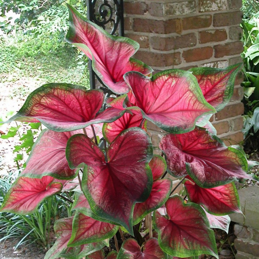 Каладиум Пинк Клауд