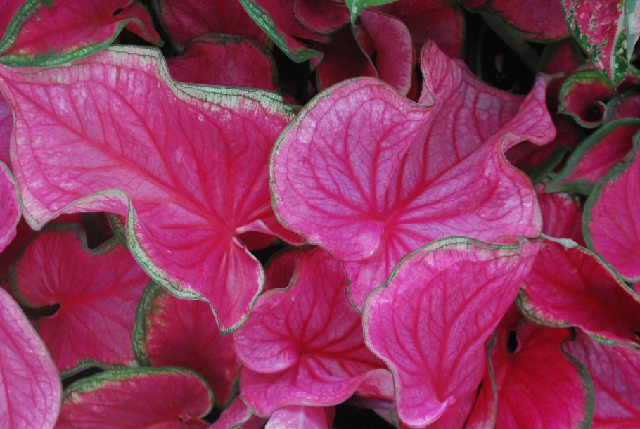 Каладиум Шомбурга