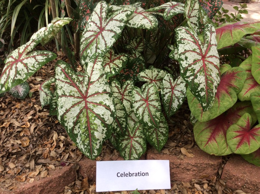 Caladium Kelly/каладиум Келли