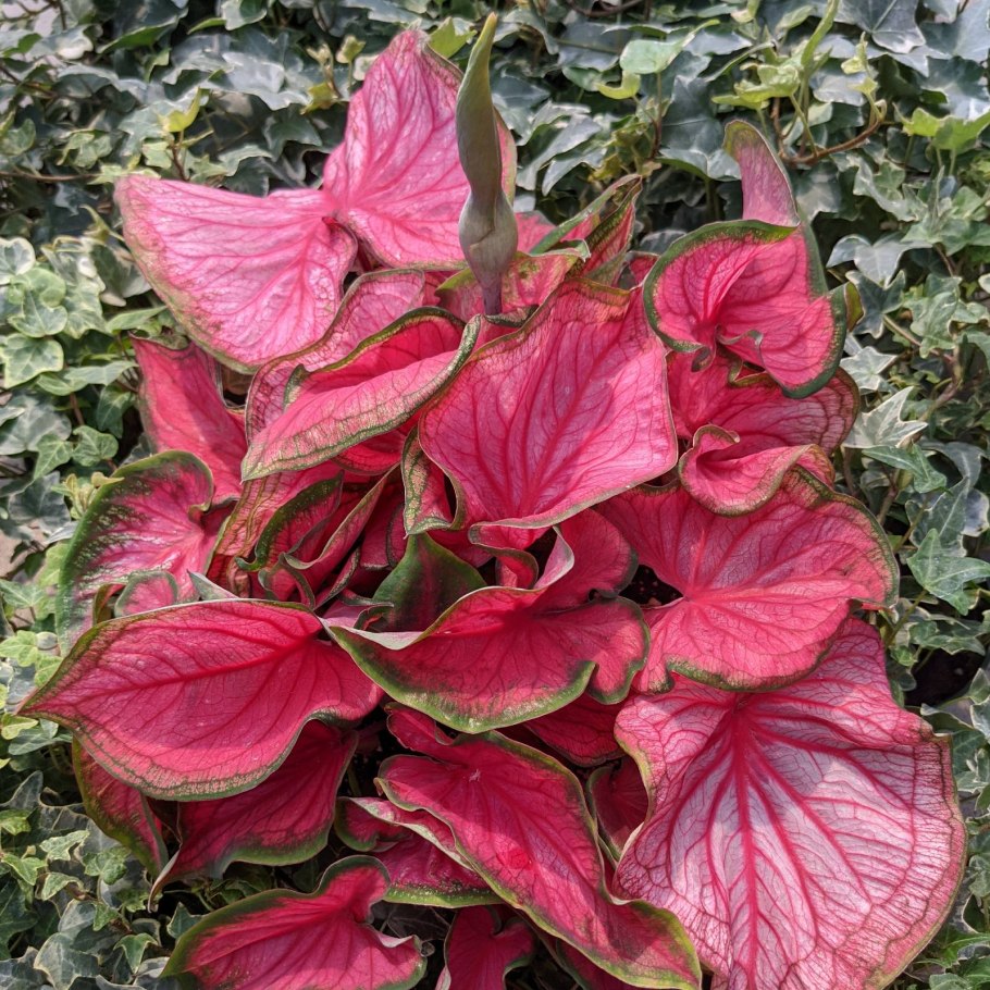 Каладиум Флорида Мунлайт