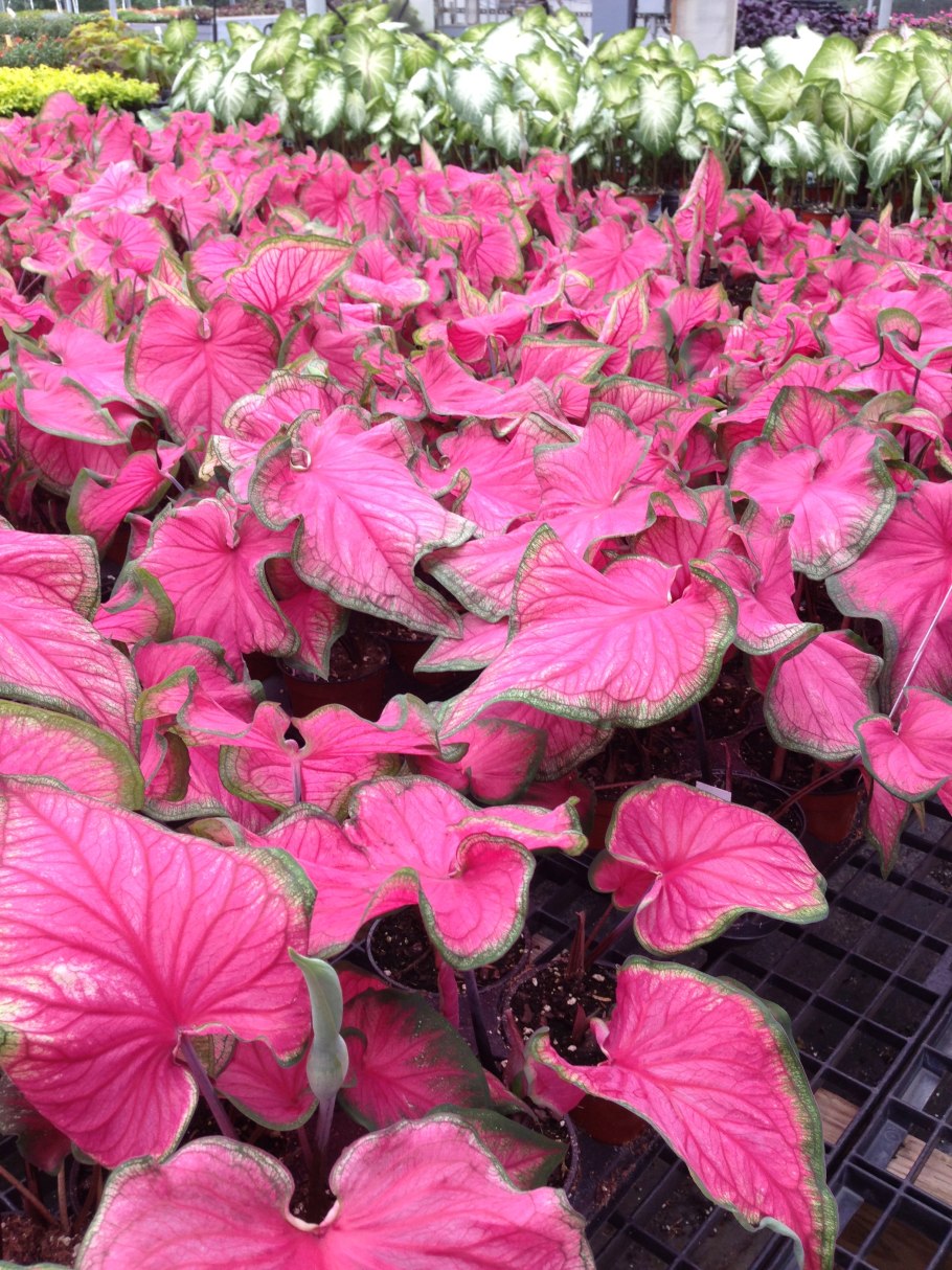 Каладиум Pearl blush