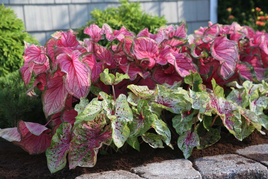 Каладиум Флорида Бьюти