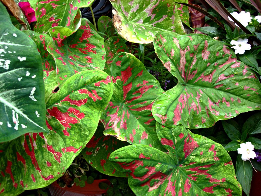 Каладиум Tapestry