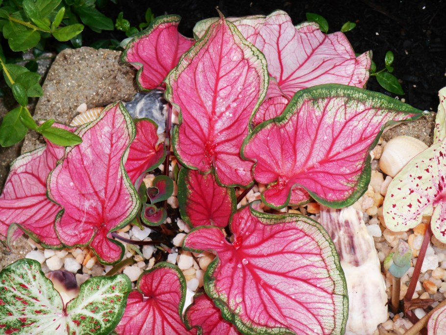 Каладиум Florida