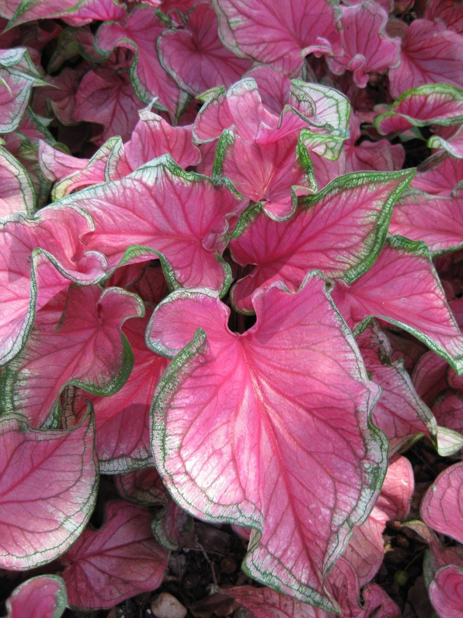 Каладиум Red Ruffles