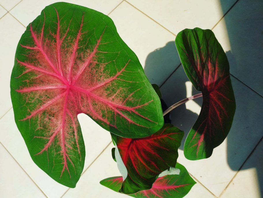 Caladium Kelly/каладиум Келли
