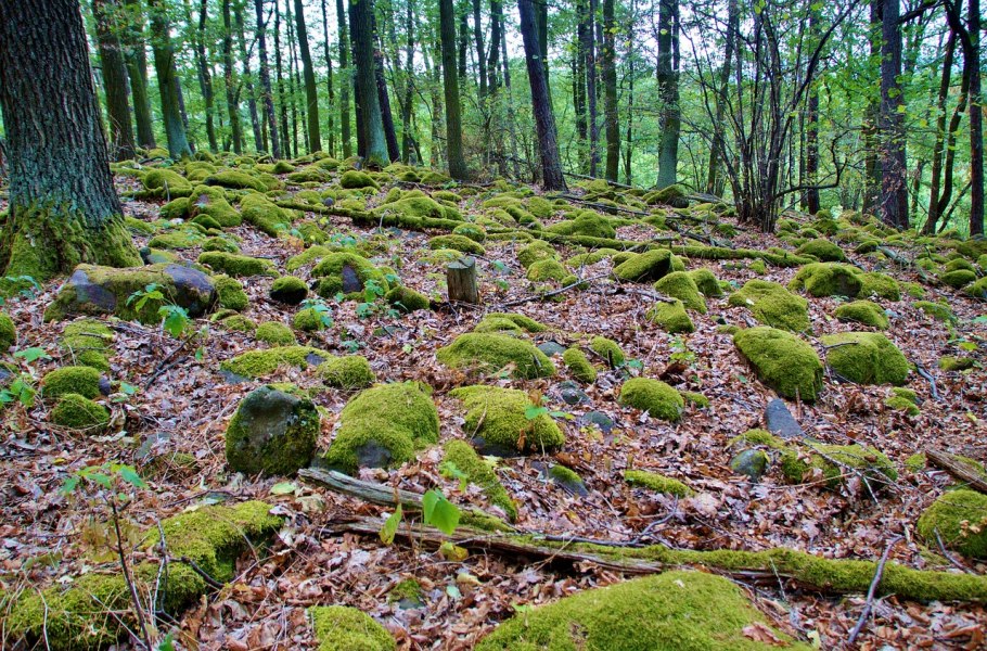 Олений мох ягель Карелия