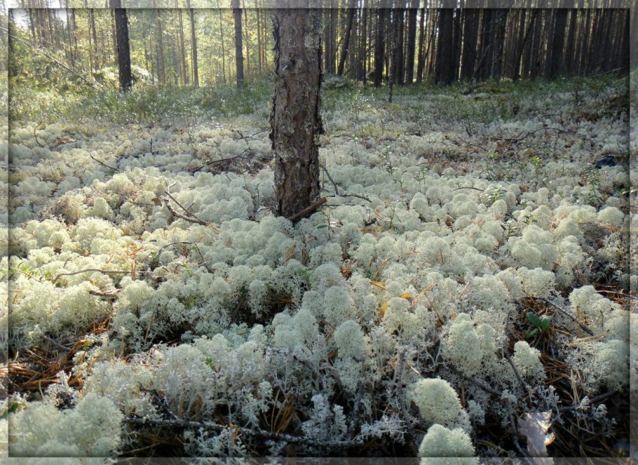 Белый мох ягель