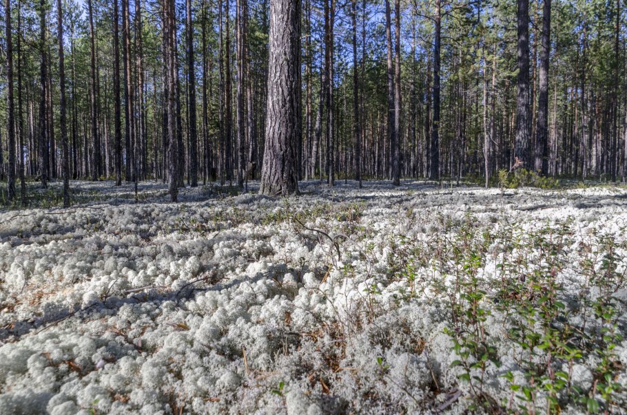 Лишайники Ленинградской области