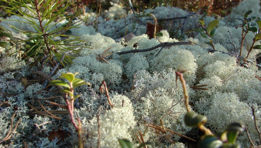 Ягель Таежный