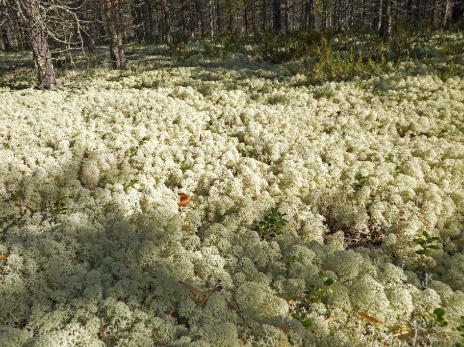 Брусника во мхе