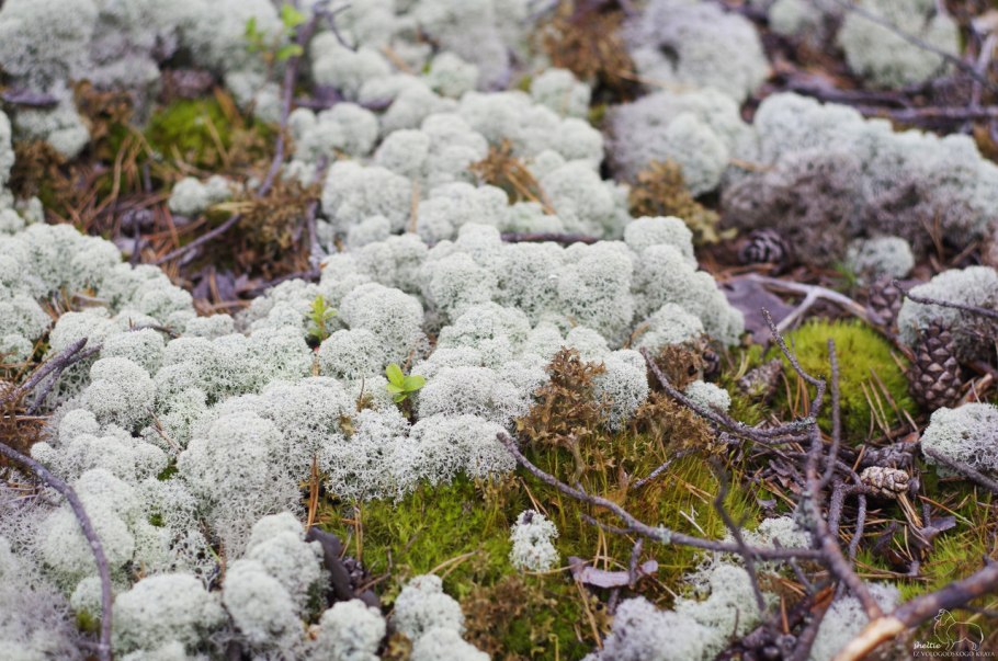 Осень ягель лес