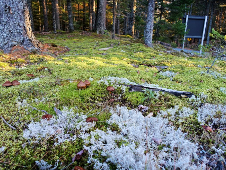 Лес Шварцвальд мох борода