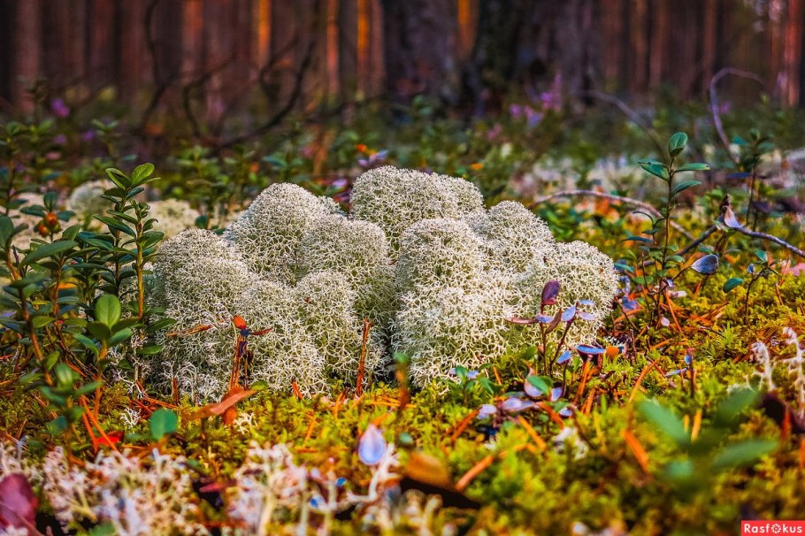 Сфагнум и ягель