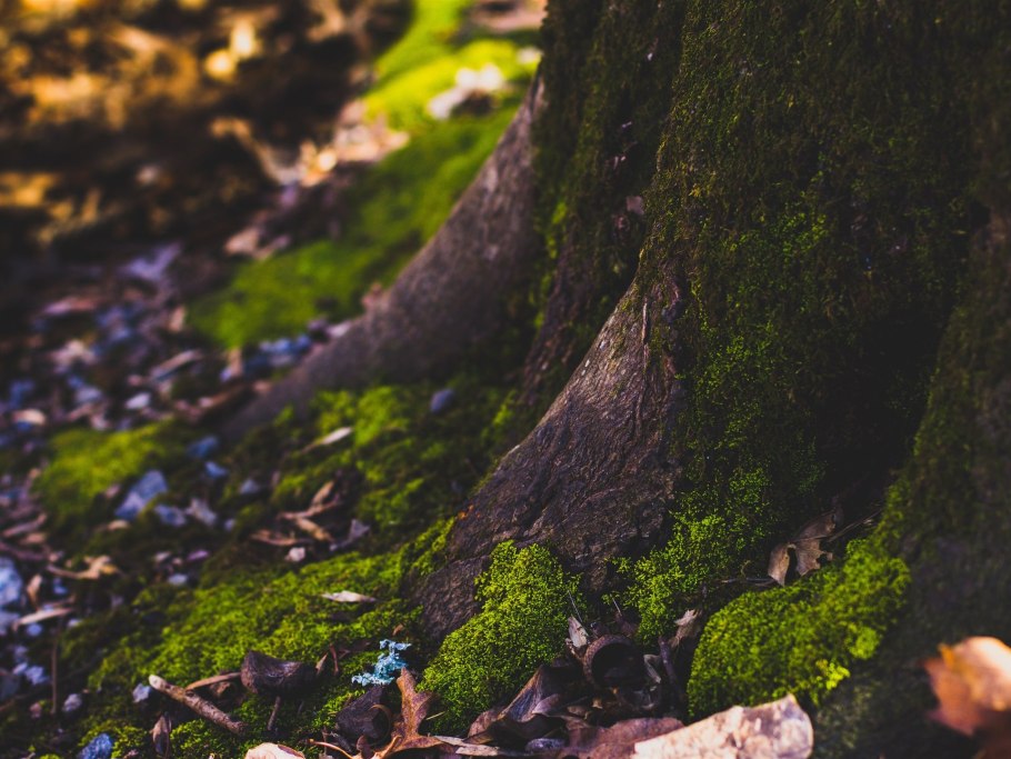 Кольский Лесные мхи