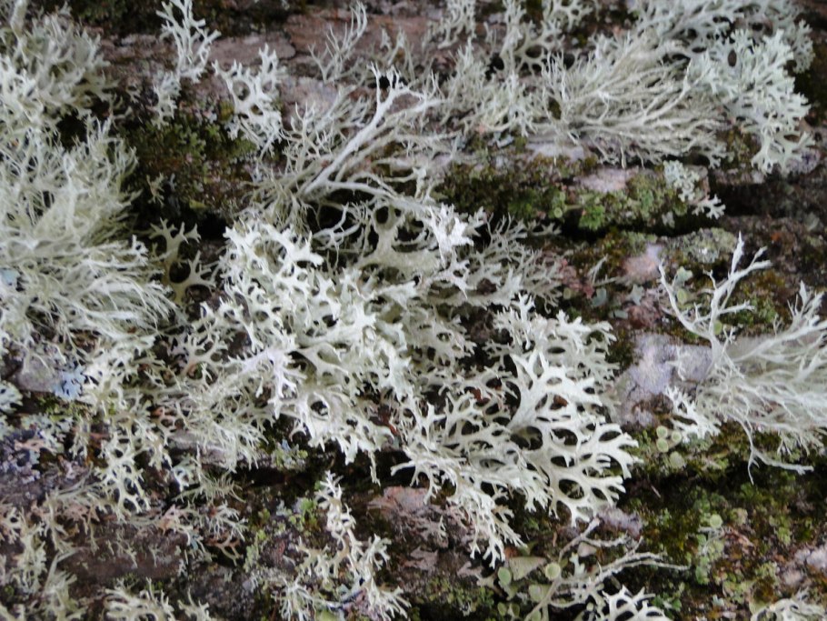 Синий мох в лесу