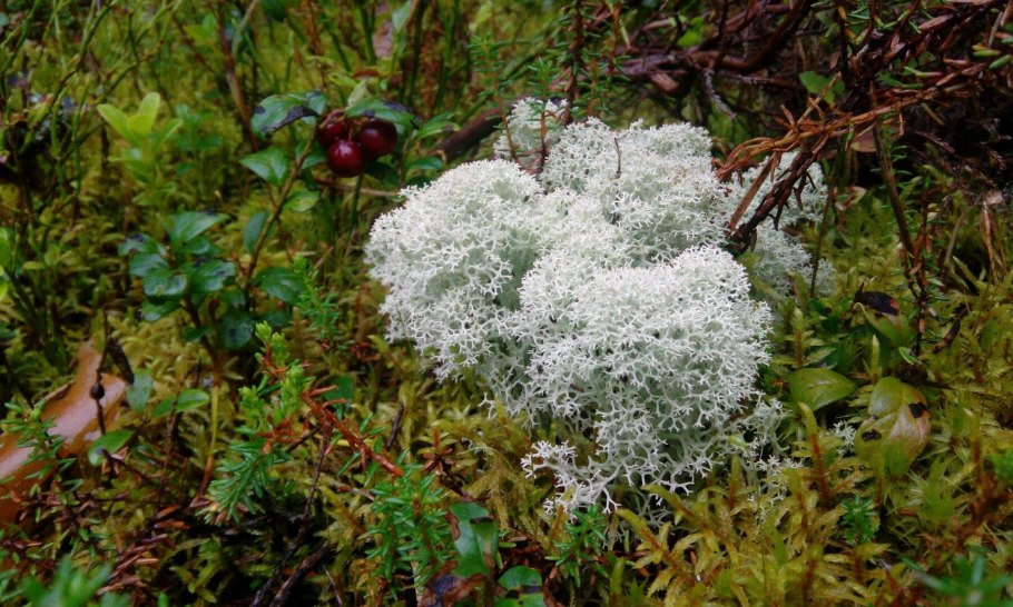 Лесной мох сфагнум