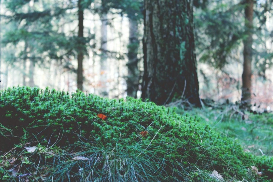 Мох Таежный сфагнум