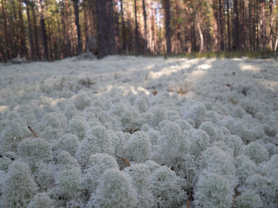 Беломошник ягель