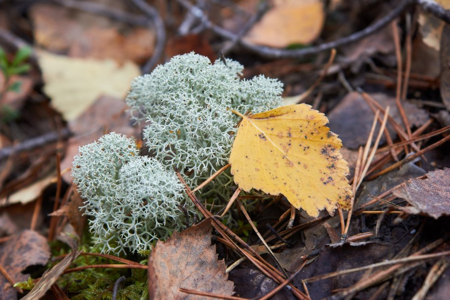 Мох ягель зимой