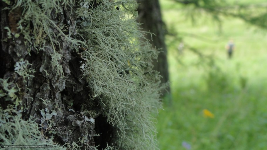 Ягель лишайник в Кировской области
