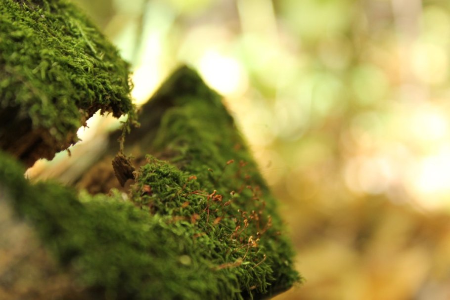 Мох Батанг ай