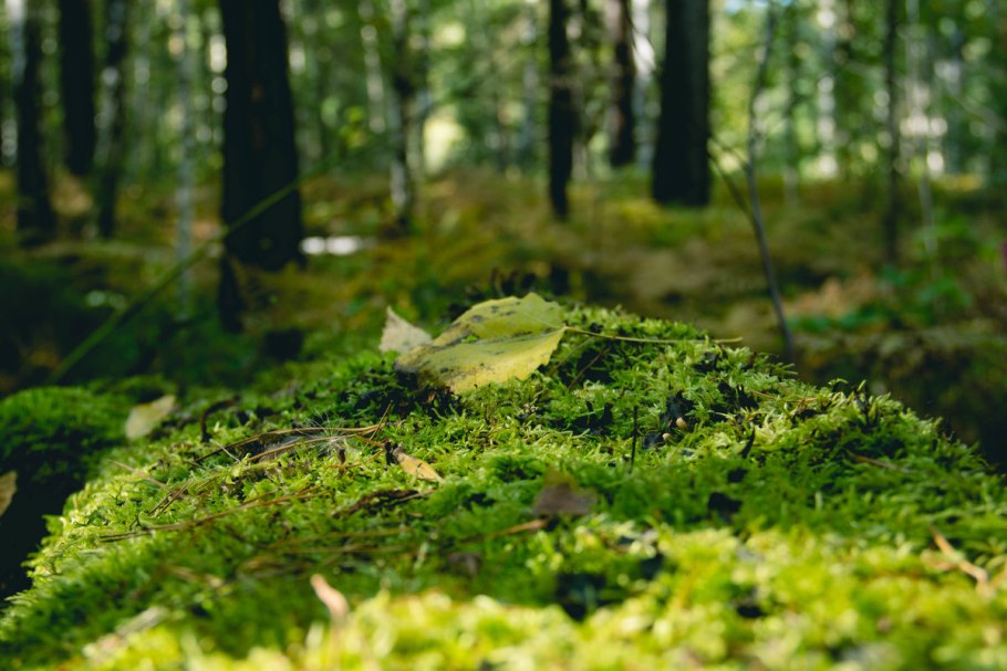 Трава и листья в лесу